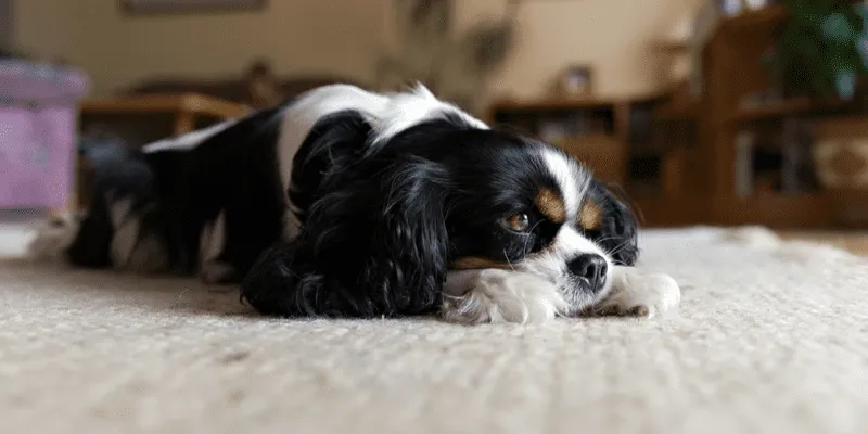 Eliminate Unpleasant Odours from Your Carpets and Upholstery