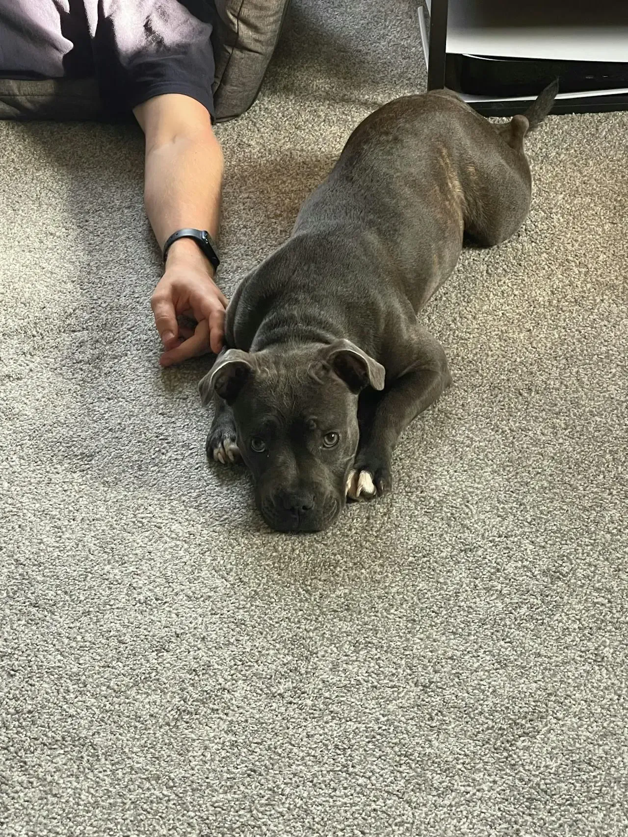 A medium sized dark coloured dog lying on the carpet with the owner's arm reaching out to the dog