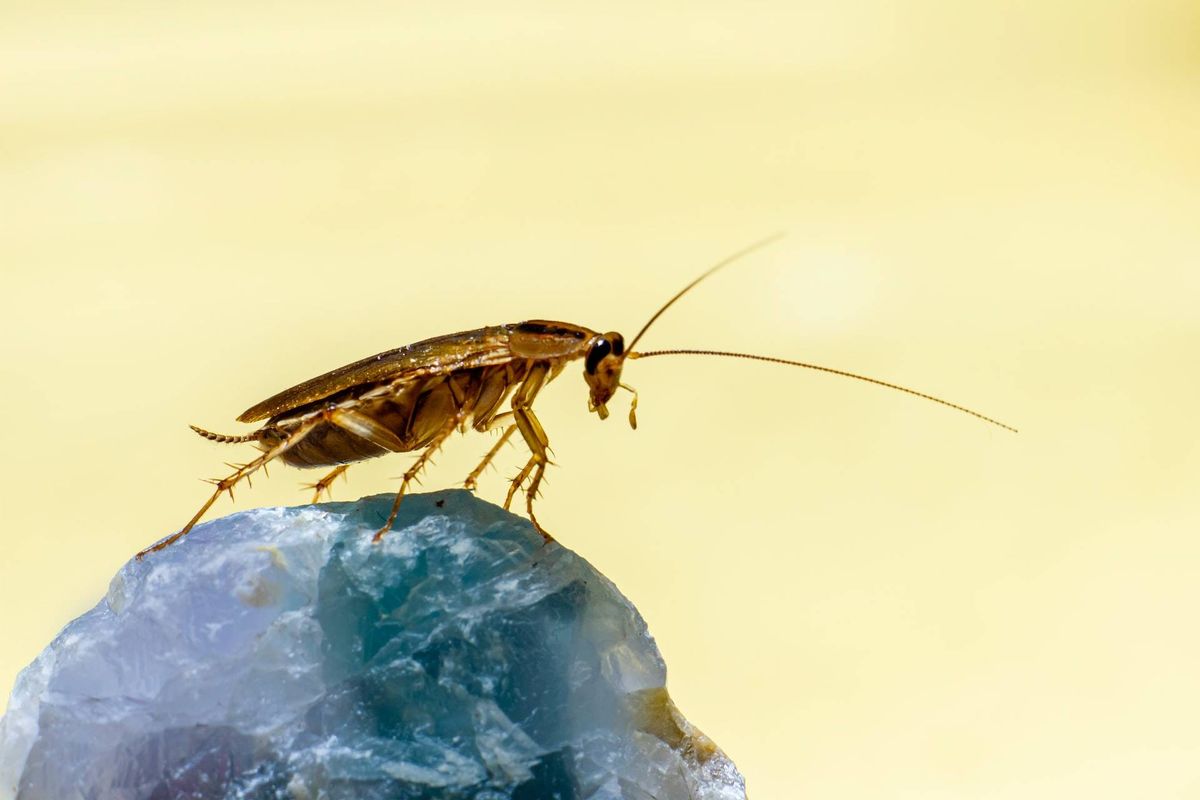 Effective Tips to Eliminate Cockroaches from Your Home