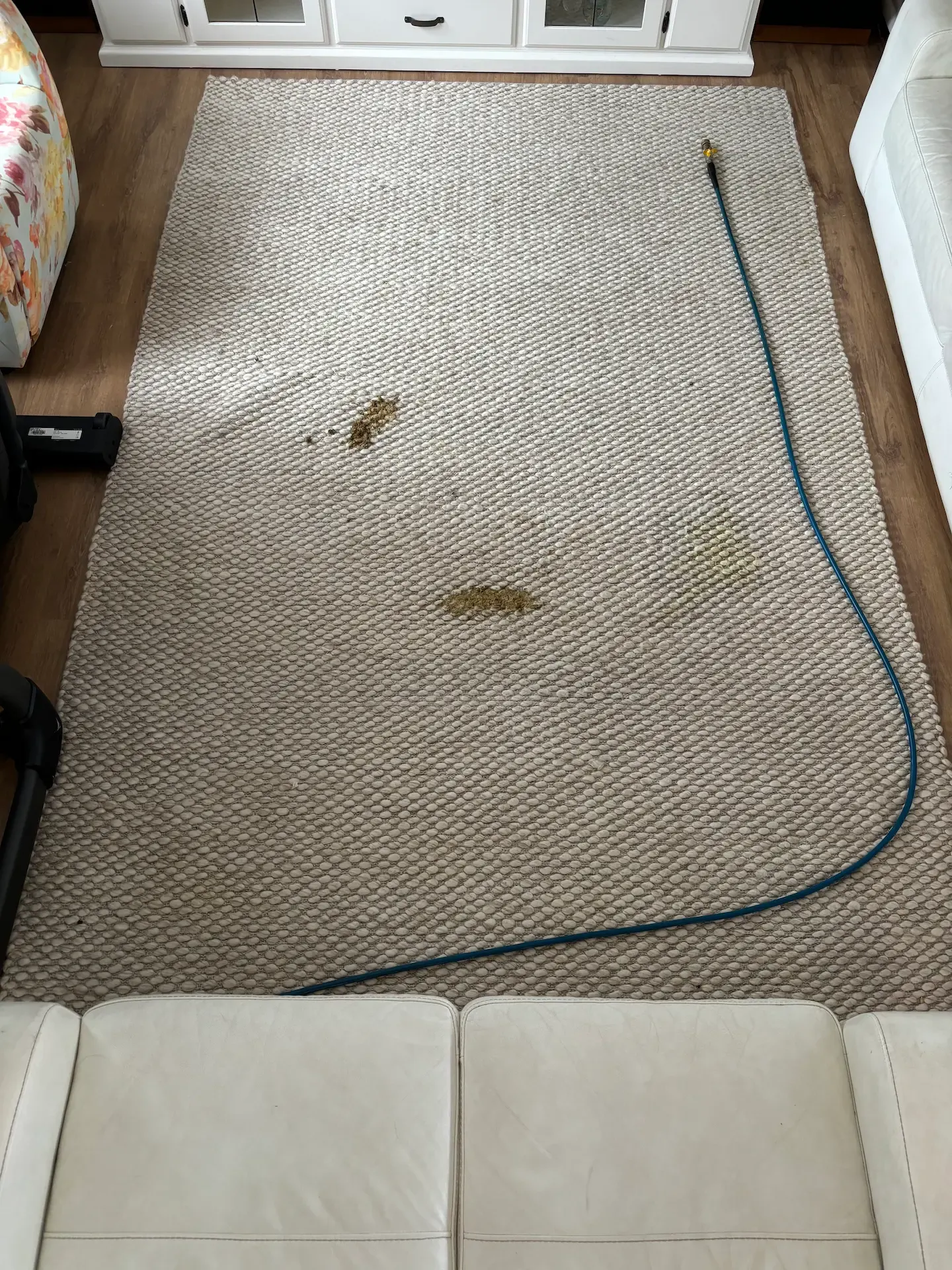 Professional pet stain removal being performed on a rug in a Gold Coast home