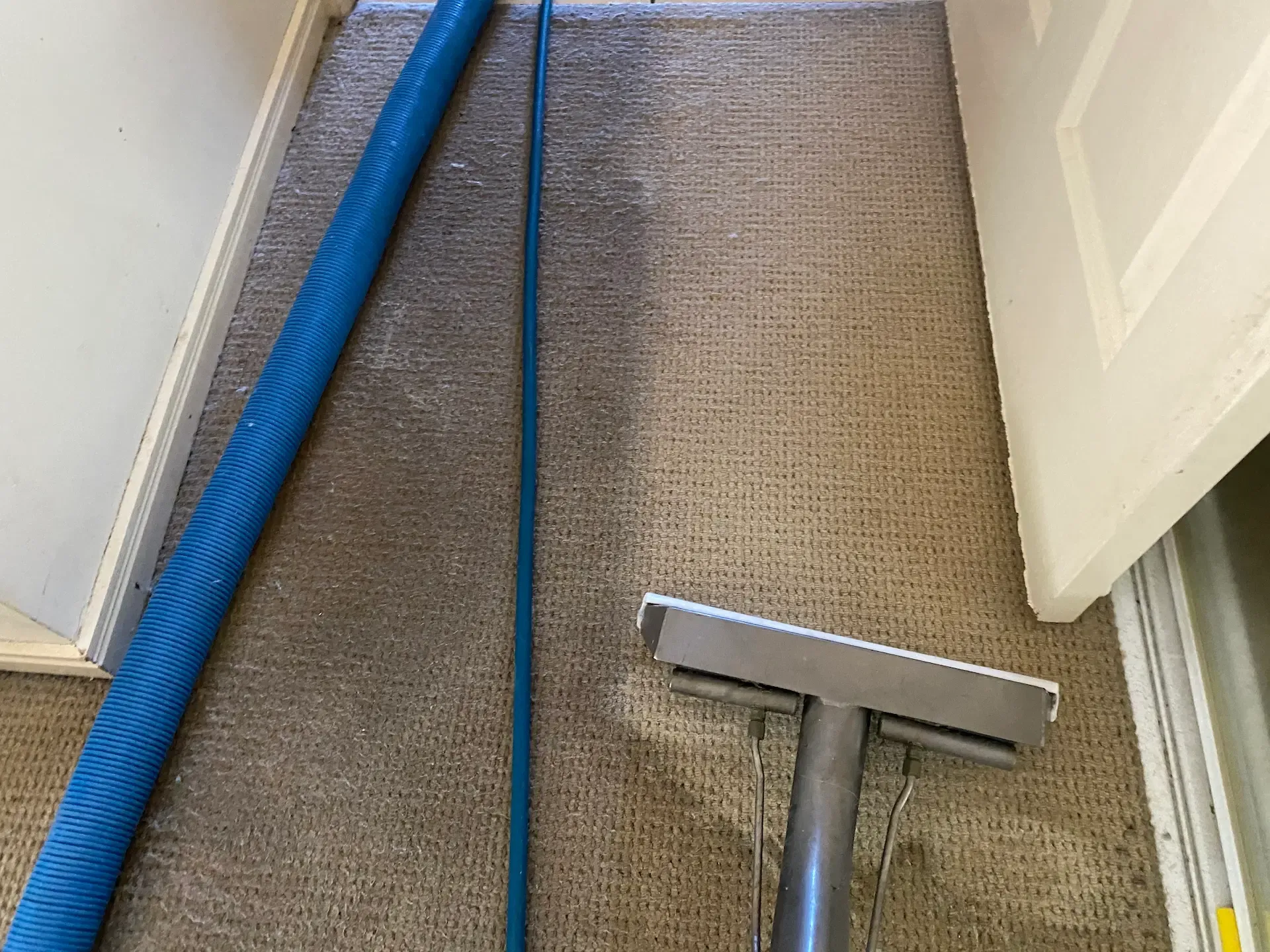 Professional stain removal Gold Coast service being performed by The Carpet Surgeon Gold Coast