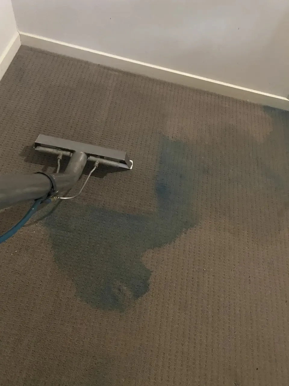 Carpet with blue stain being removed during the normal carpet cleaning process of The Carpet Surgeon Gold Coast