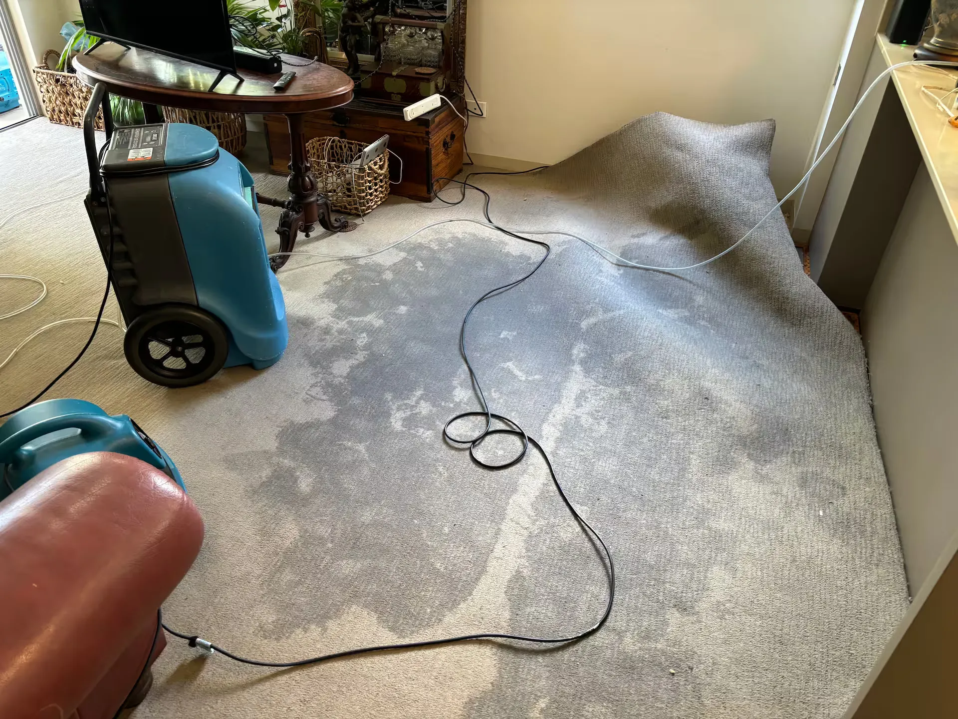 Professional water extraction and carpet drying Gold Coast service being performed at a Gold Coast property