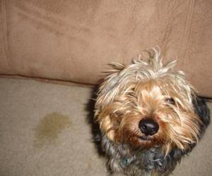How to get rid of pet stains and urine from carpets