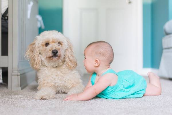 Carpet cleaning for allergies