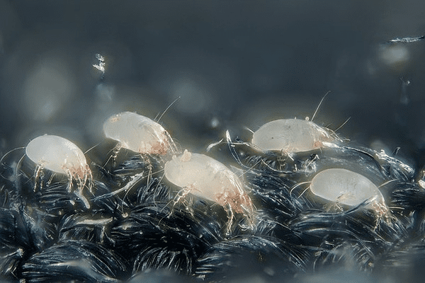 What's living in your mattress: the truth about dust mites