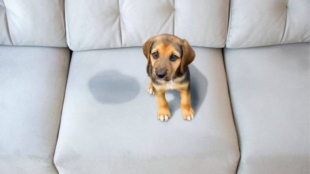 Professional carpet cleaning gold coast and licensed pest control services by the carpet surgeon showing puppy stain on lounge